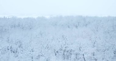 Kışın orman. Kışın karla kaplı bir ormanın üst manzarası. Yüksek kalite 4k görüntü