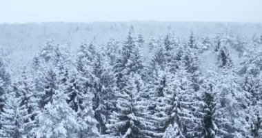 Kışın orman. Kışın karla kaplı bir ormanın üst manzarası. Yüksek kalite 4k görüntü