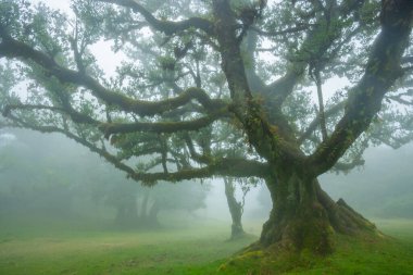 Fanal Ormanı, Madeira Adası, Unesco 'daki eski mistik ağaç. Yüksek kalite fotoğraf