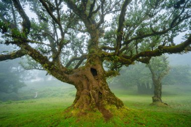 Fanal Ormanı, Madeira Adası, Unesco 'daki eski mistik ağaç. Yüksek kalite fotoğraf