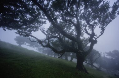 Fanal Ormanı, Madeira Adası, Unesco 'daki eski mistik ağaç. Yüksek kalite fotoğraf