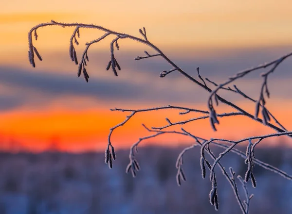 Kalter Winterhintergrund Mit Frostbedeckten Ästen Hochwertiges Foto — Stockfoto