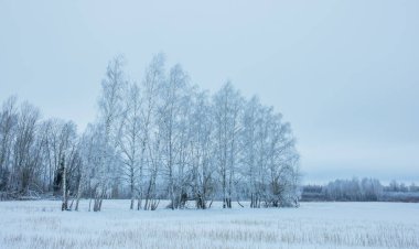 Soğuk kış arkaplanı, buzla kaplı orman. Yüksek kalite fotoğraf