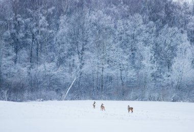 Kışın karlı arazide üç geyik. Yüksek kalite fotoğraf