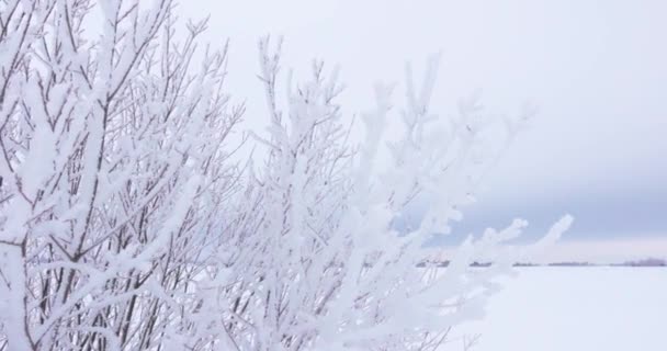 Kalter Winterhintergrund Mit Frostbedeckten Ästen Hochwertiges Foto — Stockvideo