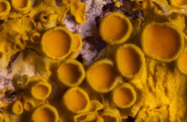 Yellow Martime Sunburst Leğeni - Xanthoria Parietina - arka plan. Yüksek kalite fotoğraf