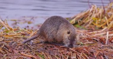 Coypu - Myocastor coypus, also known as river rat or nutria, is large, herbivorous, semiaquatic rodent and only member of family Myocastoridae. High quality 4k footage