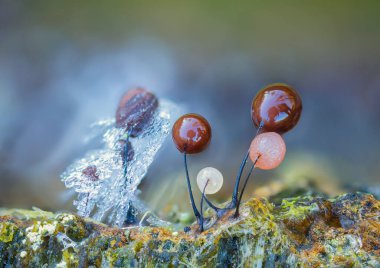 Sümüksü küf - Phylum Mycetozoa ya da balçık küfü, birbiriyle alakasız ökaryotik organizmaların çoklu fizyonik birleşimine verilen gayri resmi bir isimdir. Yüksek kalite fotoğraf