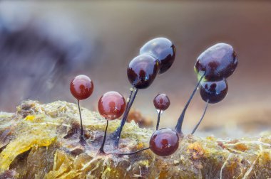 Sümüksü küf - Phylum Mycetozoa ya da balçık küfü, birbiriyle alakasız ökaryotik organizmaların çoklu fizyonik birleşimine verilen gayri resmi bir isimdir. Yüksek kalite fotoğraf