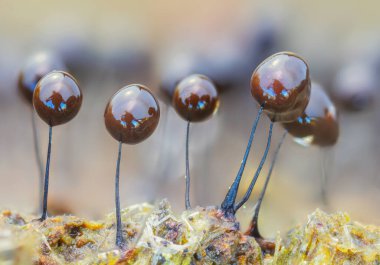 Sümüksü küf - Phylum Mycetozoa ya da balçık küfü, birbiriyle alakasız ökaryotik organizmaların çoklu fizyonik birleşimine verilen gayri resmi bir isimdir. Yüksek kalite fotoğraf