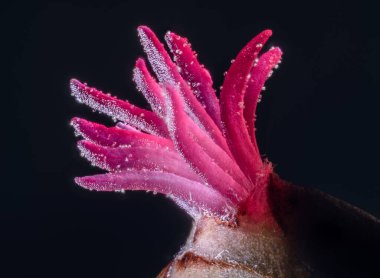 Corylus Avellana 'ya yakın çekim, The Common Hazel. Yüksek kalite fotoğraf