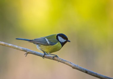 The Great tit - Parus major. High quality photo