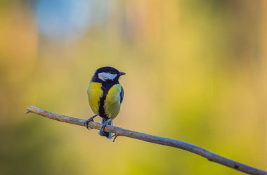 The Great tit - Parus major. High quality photo