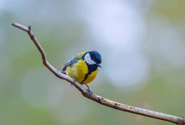 stock image The Great tit - Parus major. High quality photo