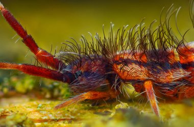 İnce yay kuyruklu Orchesella flavescens tahtada, yakın plan fotoğraf. Yüksek kalite fotoğraf