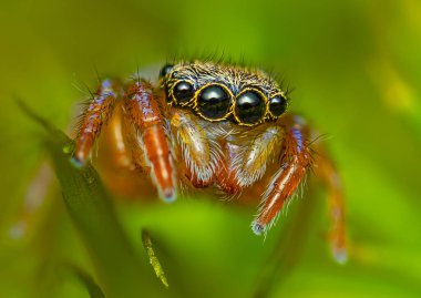 Siyah-paletli zıplayan örümcek-sahte-örümcek erratica. Yüksek kalite fotoğraf