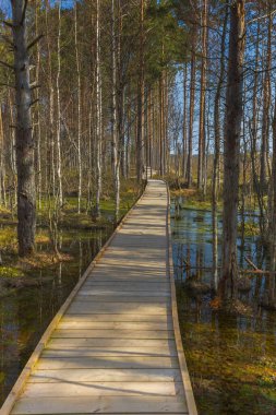 Viru Bog Virüsü Raba turba turba bataklığı, Estonya. Yüksek kalite fotoğraf