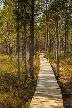 Viru Bog Virüsü Raba turba turba bataklığı, Estonya. Yüksek kalite fotoğraf