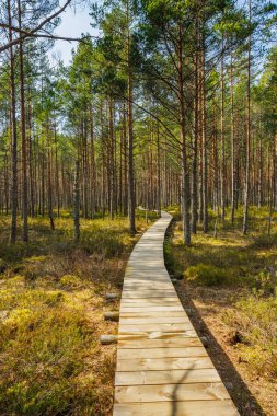 Viru Bog Virüsü Raba turba turba bataklığı, Estonya. Yüksek kalite fotoğraf