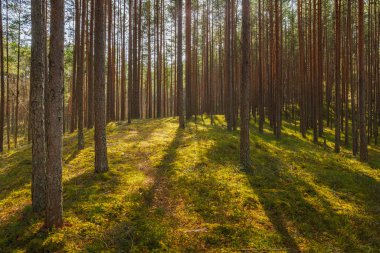 Viru Bog Virüsü Raba turba turba bataklığı, Estonya. Yüksek kalite fotoğraf