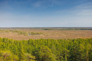 Viru Bog Virüsü Raba turba turba bataklığı, Estonya. Yüksek kalite fotoğraf