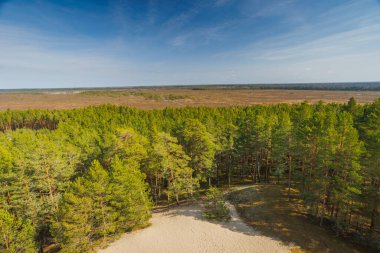 Viru Bog Virüsü Raba turba turba bataklığı, Estonya. Yüksek kalite fotoğraf