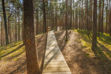 Viru Bog Virüsü Raba turba turba bataklığı, Estonya. Yüksek kalite fotoğraf