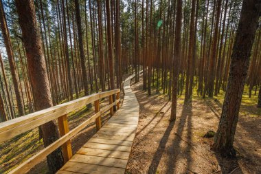 Viru Bog Virüsü Raba turba turba bataklığı, Estonya. Yüksek kalite fotoğraf