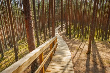 Viru Bog Virüsü Raba turba turba bataklığı, Estonya. Yüksek kalite fotoğraf