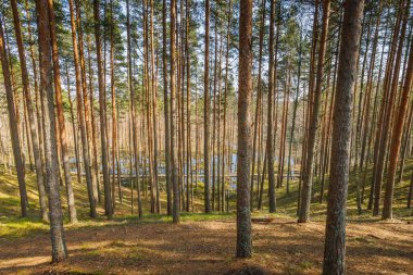 Viru Bog Virüsü Raba turba turba bataklığı, Estonya. Yüksek kalite fotoğraf