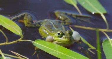 Serin bir göletteki yeşil bir kurbağa gür yaprakların arasında ses keselerini şişirir ve huzurlu bir vahşi yaşam sahnesi yaratır.