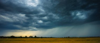 Kara fırtına bulutları geniş bir buğday tarlasının üzerinde toplanıyor, dramatik ve yoğun bir hava durumu yaratıyor.