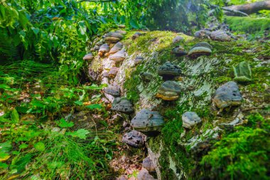 Yeşilliklerle çevrili, Mosscovered kütüğünde çeşitli mantarların canlı ve renkli bir görüntüsü.