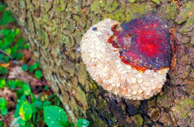 Parazit mantarı - Phellinus piniGorgeous Beautiful Mantar Mantarı Ağaç Kabuğunda çiy damlalarıyla büyüyor.