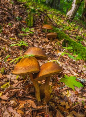 Parlak bir kahverengi mantar kümesi sonbaharda yapraklarla kaplı bir orman zemininde güzel bir şekilde gelişiyor.