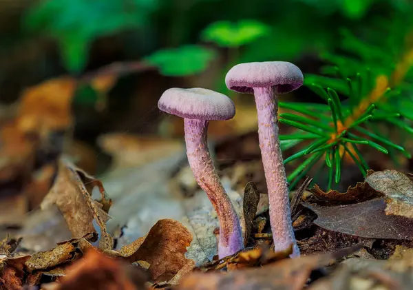 stock image Laccaria amethystina, commonly known as the amethyst deceiver. Mushrooms close up.