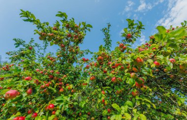 Açık havada yeşil yapraklarla çevrili, olgun kırmızı elmalarla dolu canlı bir elma ağacı..