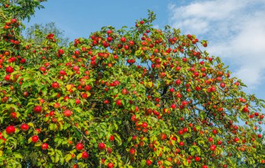 Açık havada yeşil yapraklarla çevrili, olgun kırmızı elmalarla dolu canlı bir elma ağacı..