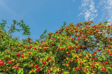 Açık havada yeşil yapraklarla çevrili, olgun kırmızı elmalarla dolu canlı bir elma ağacı..