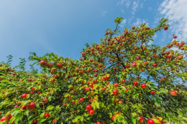 Açık havada yeşil yapraklarla çevrili, olgun kırmızı elmalarla dolu canlı bir elma ağacı..