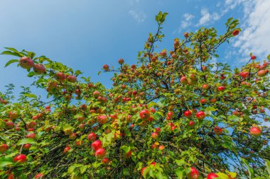 Açık havada yeşil yapraklarla çevrili, olgun kırmızı elmalarla dolu canlı bir elma ağacı..