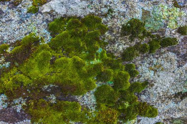 Canlı yeşil yosunların dokulu bir taşta büyüyüp gerçekten zarif bir güzelliği olan büyüleyici bir yakın çekim görüntüsü.