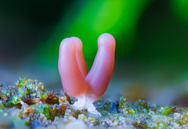 Bir grup balçık küfü, Stemonitis fusca. Ölü ahşap üzerinde kümeler halinde meyveler ve yaklaşık 6 20 mm uzunluğunda ince sapları destekleyen ayırt edici uzun kahverengi spor dalları vardır..