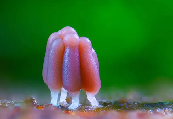 stock image Group of a slime mold - Stemonitis fusca. It fruits in clusters on dead wood and has distinctive tall brown sporangia supported on slender stalks with a total height of approximately 6 20 mm tall.