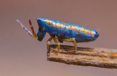 Lepidocyrtus paradoxus, Entomobryidae familyasından bir kuş türü. Avrupa 'da bulunur..