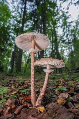 Şemsiye mantarı - makrolepiota procera, orman zemininde yetişiyor.,