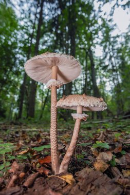 Şemsiye mantarı - makrolepiota procera, orman zemininde yetişiyor.,