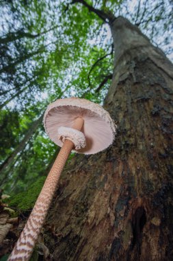 Şemsiye mantarı - makrolepiota procera, orman zemininde yetişiyor.,