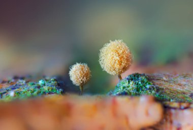 Hemitrichia calyculata is a species of slime mold clipart