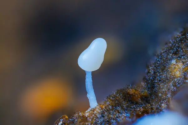 stock image Unidentified slime mold, or myxomycete. Slime moulds are organisms that gather from microscopic amoebae.